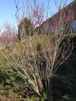 Eastern Redbud