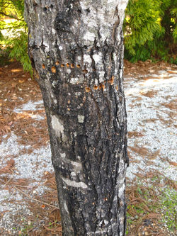 Young Tree Bark Texture