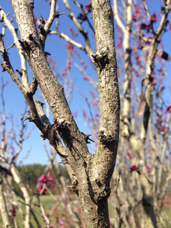 Twig Outgrowths