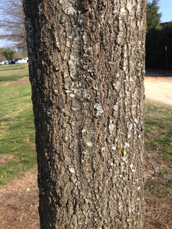 Bark Texture
