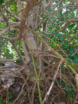 Bark Texture