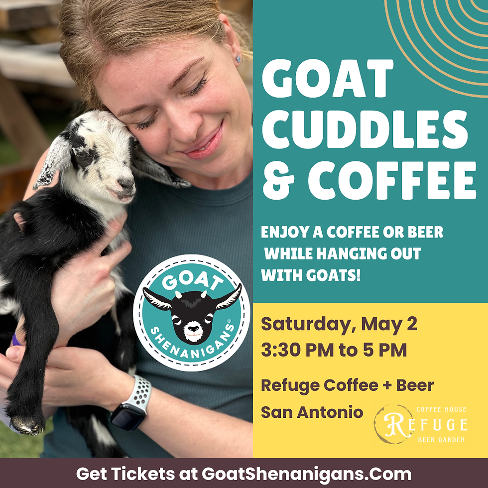 Goat Cuddles and Coffee | San Antonio (Refuge Coffee + Beer)