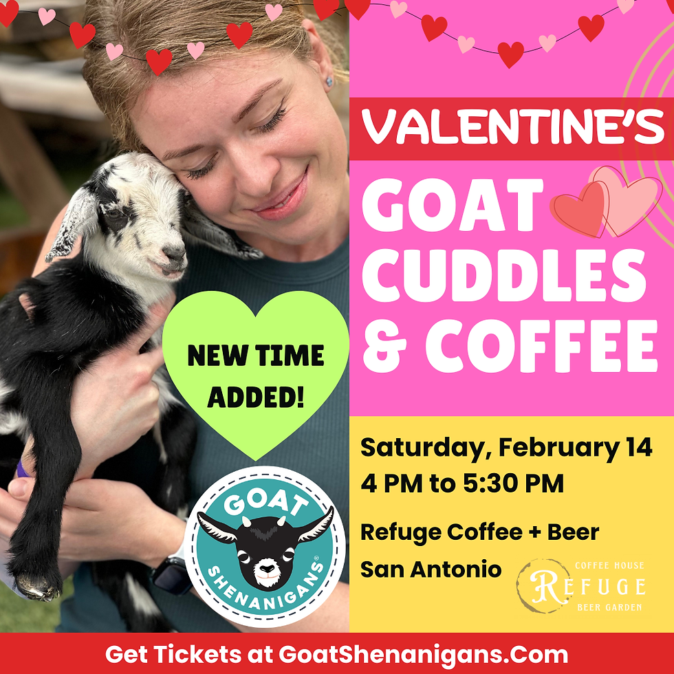 NEW! VALENTINE'S Goat Cuddles and Coffee | San Antonio (Refuge Coffee + Beer)