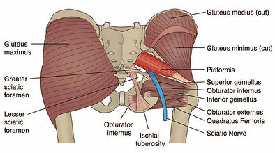 SCIATIC NERVE PIRIFORMIS GLUTE MUSCLES.j