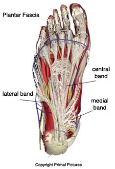 Plantar Fascia