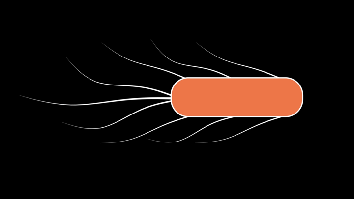 eColi flagella animation