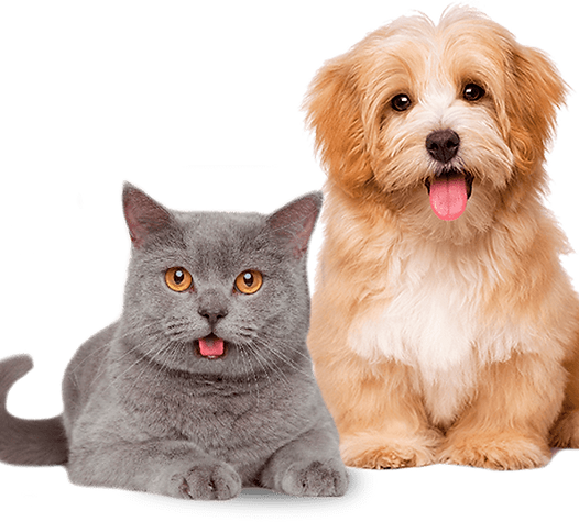 pets-header.png