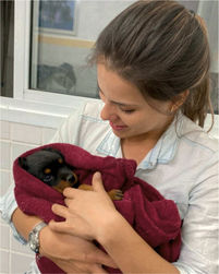 ultrassom veterinario uberlandia