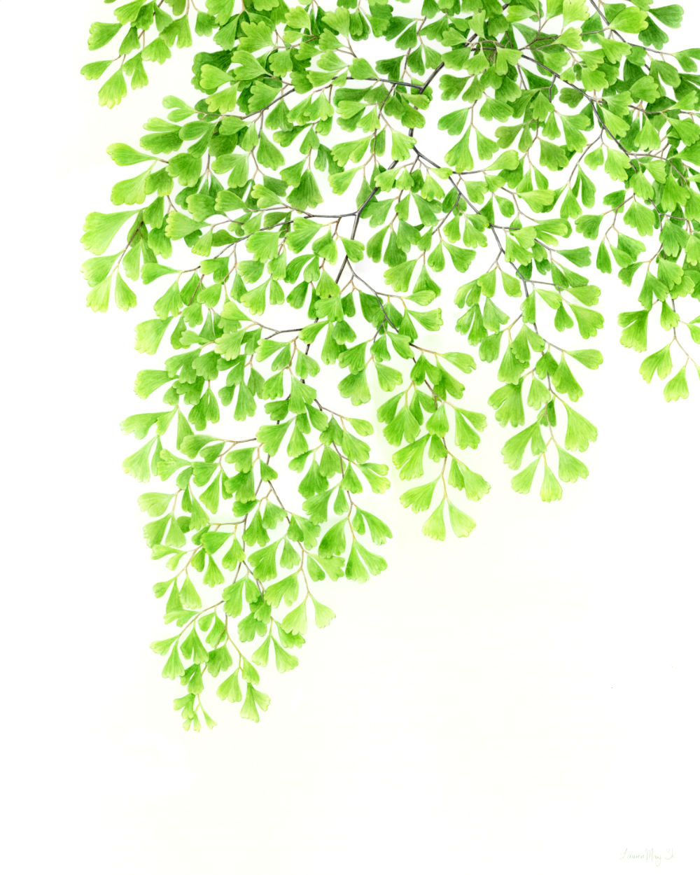 Maidenhair Frond