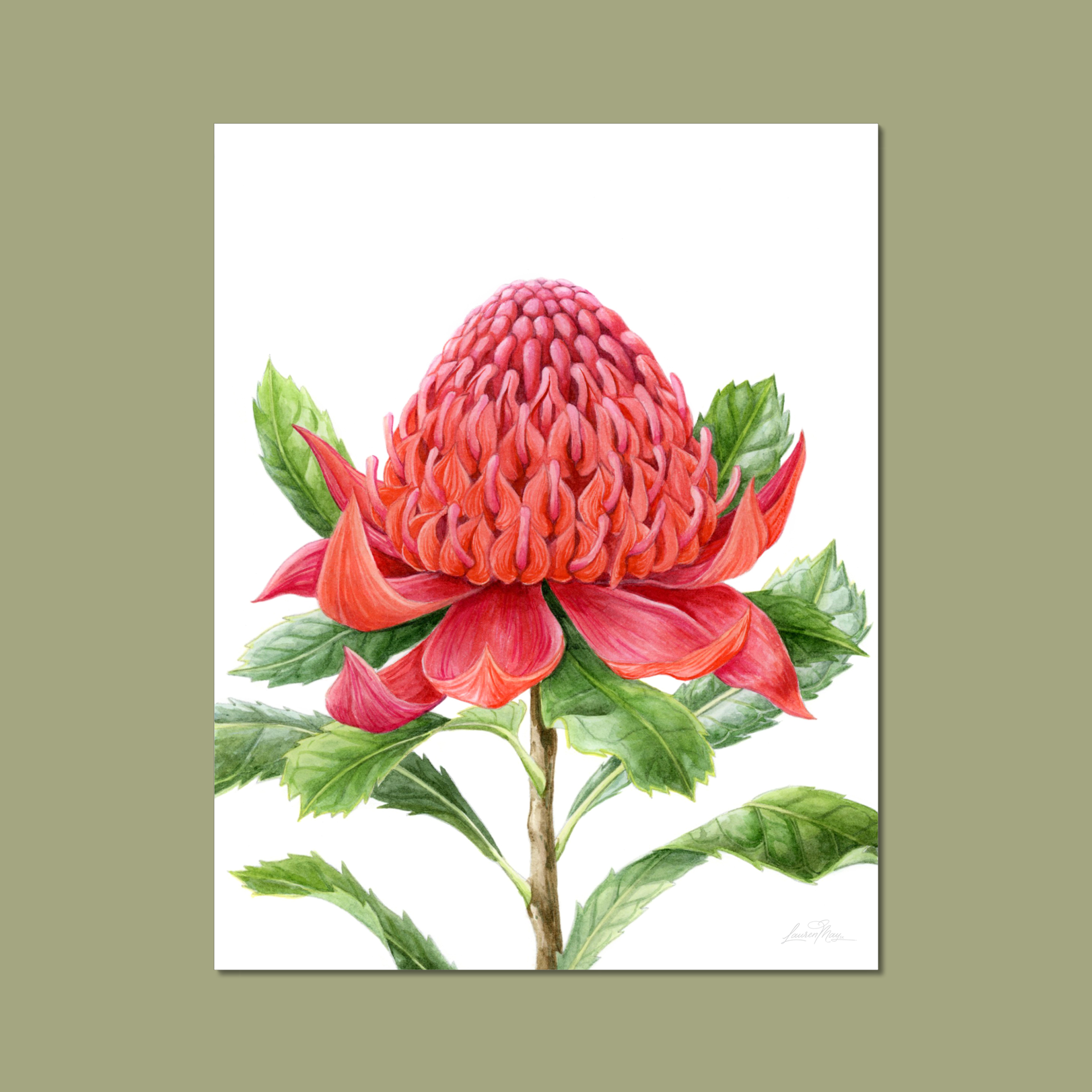 Red Waratah Print