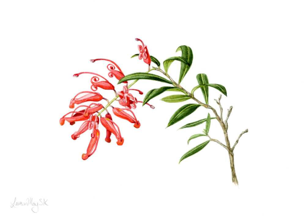 Lady 'O' Grevillea study #1