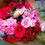 Thumbnail: Hand-tied Bouquet