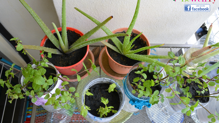 My Little Self-Watering Herb Garden