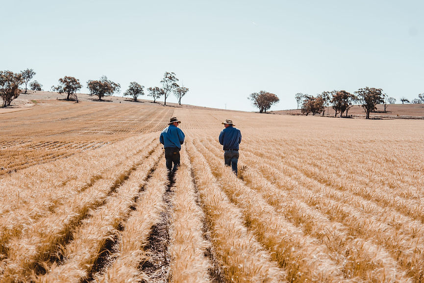 MANILDRA_GROUP_WHEAT-36.jpg