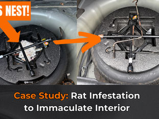 Case Study: From Rat Infestation to Immaculate Interior, The Power of Thorough Car Detailing