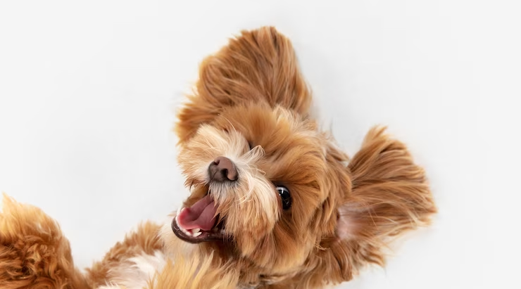 Como escolher a melhor ração para cães de porte pequeno