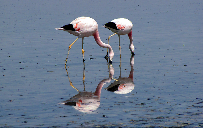 Flamingos no Salar de Atacama