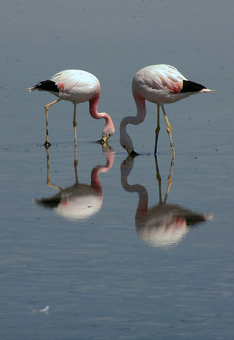 Flamingos