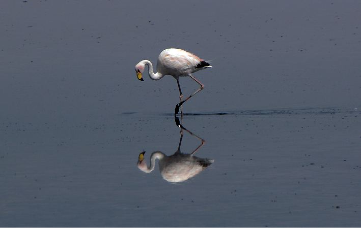 Flamingos no Espelho
