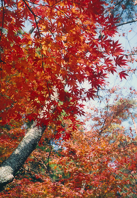 Outono em Kyoto