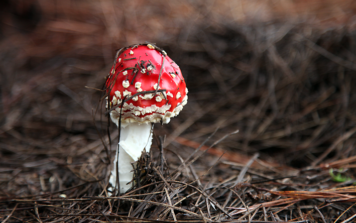 Amanita Muscaria