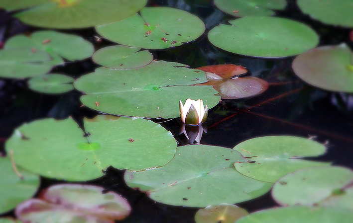 No jardim de Eikan-do