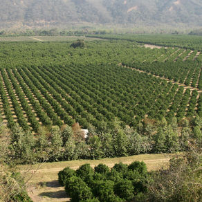 Resultados de 2023
Ledesma sigue liderando las exportaciones argentinas de naranjas