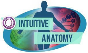 Intuitive Anatomy