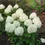 Thumbnail: Puffer Fish® Panicle Hydrangea