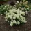 Thumbnail: Puffer Fish® Panicle Hydrangea