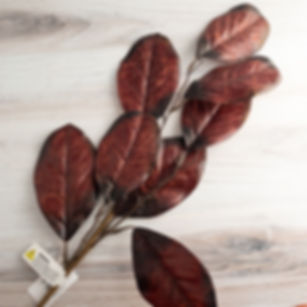 Floral Pick - Burgundy Rubber Plant
