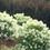 Thumbnail: BOBO® Panicle Hydrangea