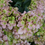 Thumbnail: Fairytrail Fresco™ Cascade Hydrangea