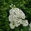 Thumbnail: Puffer Fish® Panicle Hydrangea