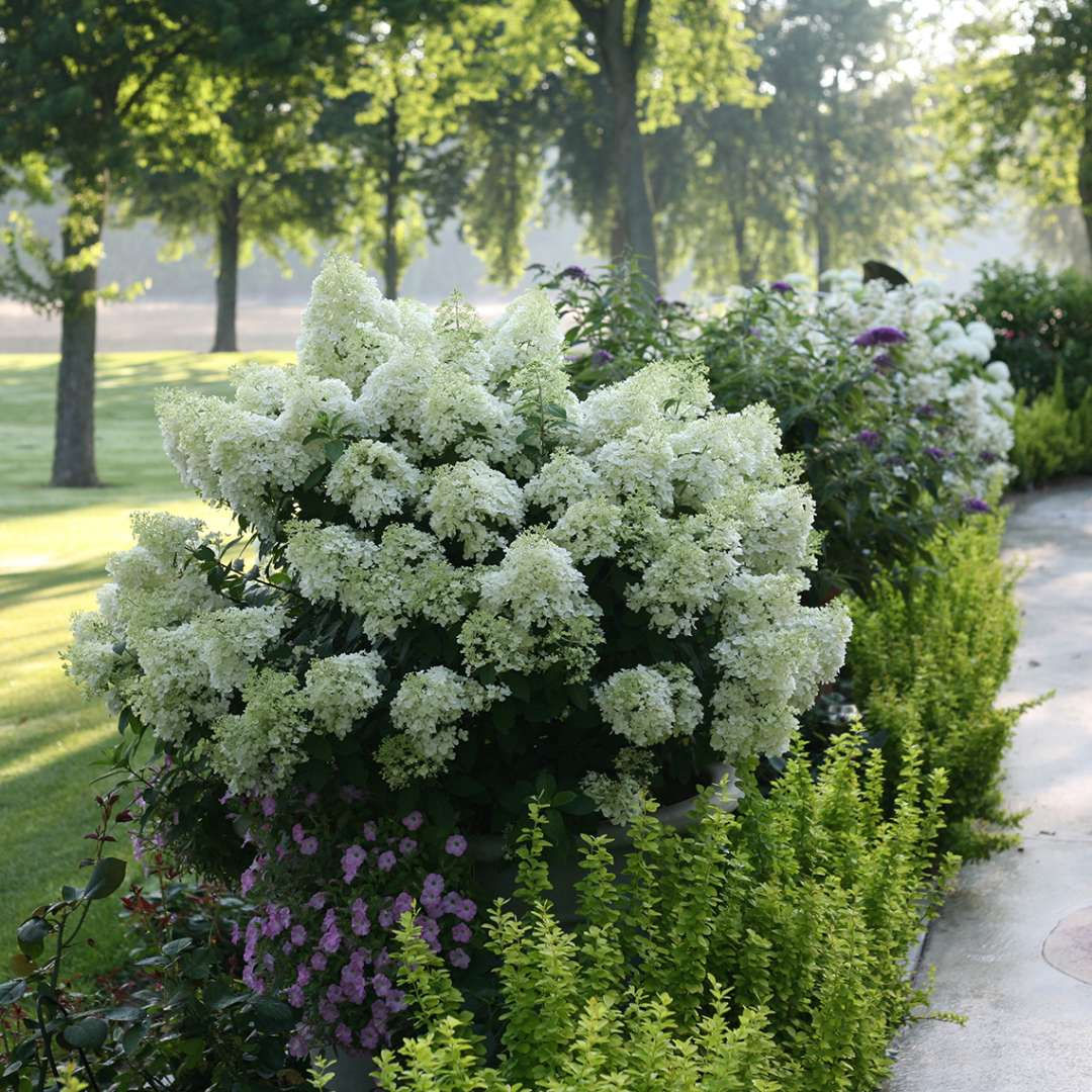 BOBO® Panicle Hydrangea