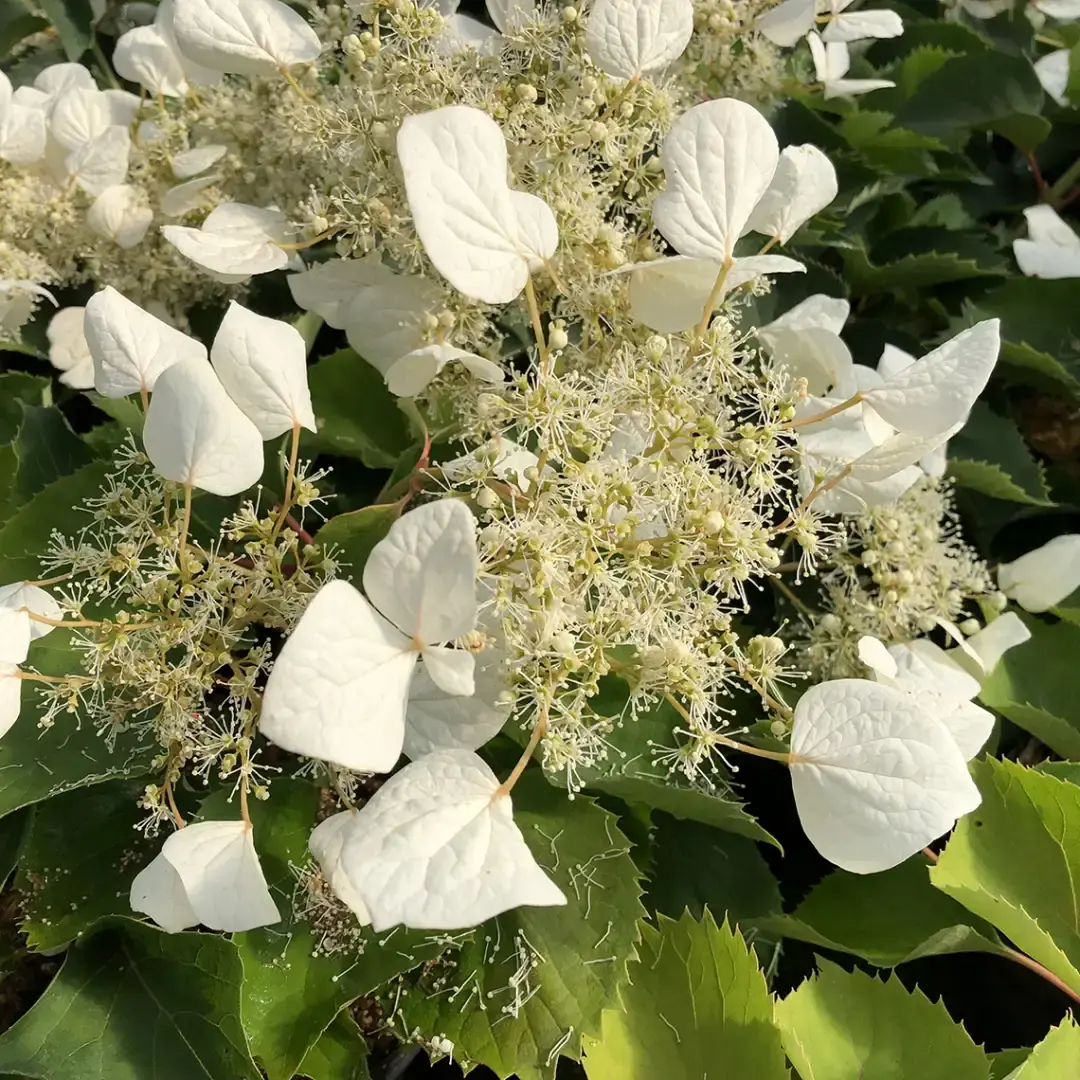 Flirty Girl® Japanese Hydrangea Vine