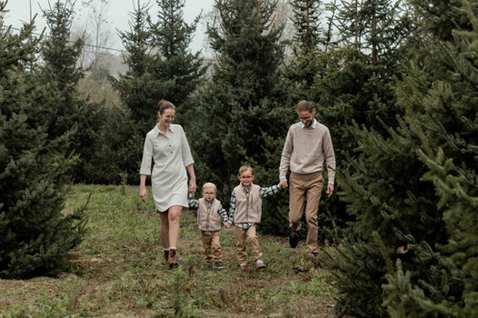 Kerstshoot tussen kerstbomen Vlaanderen