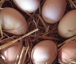 Organic Gain Pasture Raised Eggs