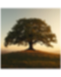 Untitled design (8).png