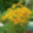 ree