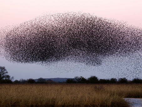A murmuration of fens - James Wainscot