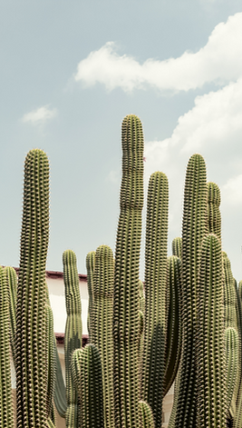 utah cactus