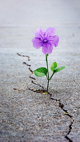 flower in concrete