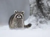 raccoon-snow.webp