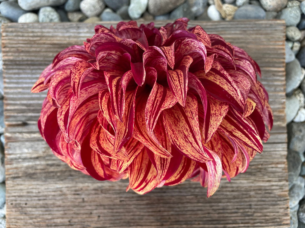 Thumbnail: Harvey Koop