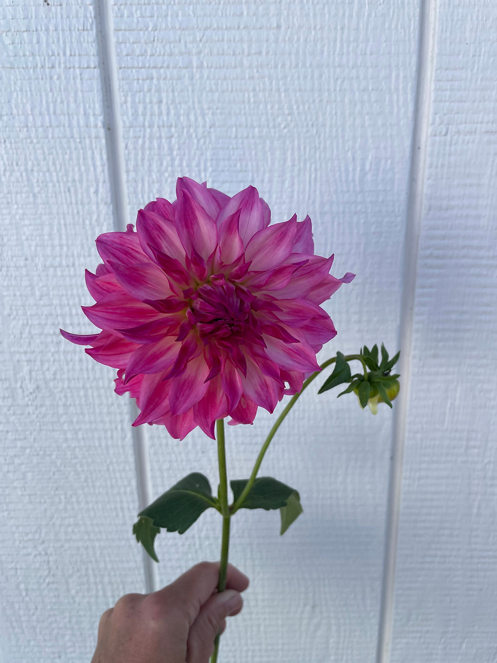 Thumbnail: Colorado Classic