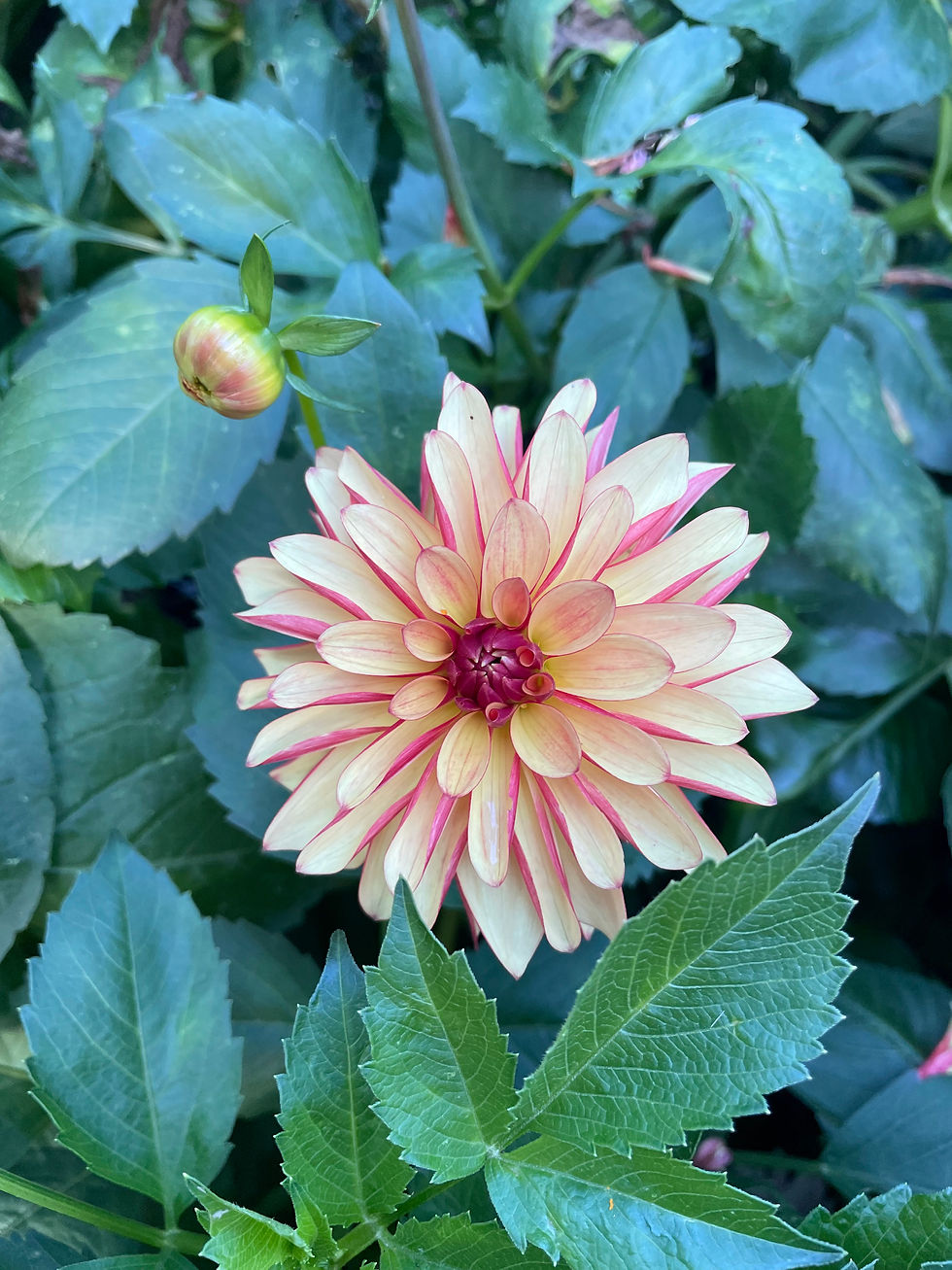 Thumbnail: Fidalgo Julie