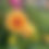 Thumbnail: Crichton Honey