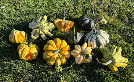 Gourds.jpg