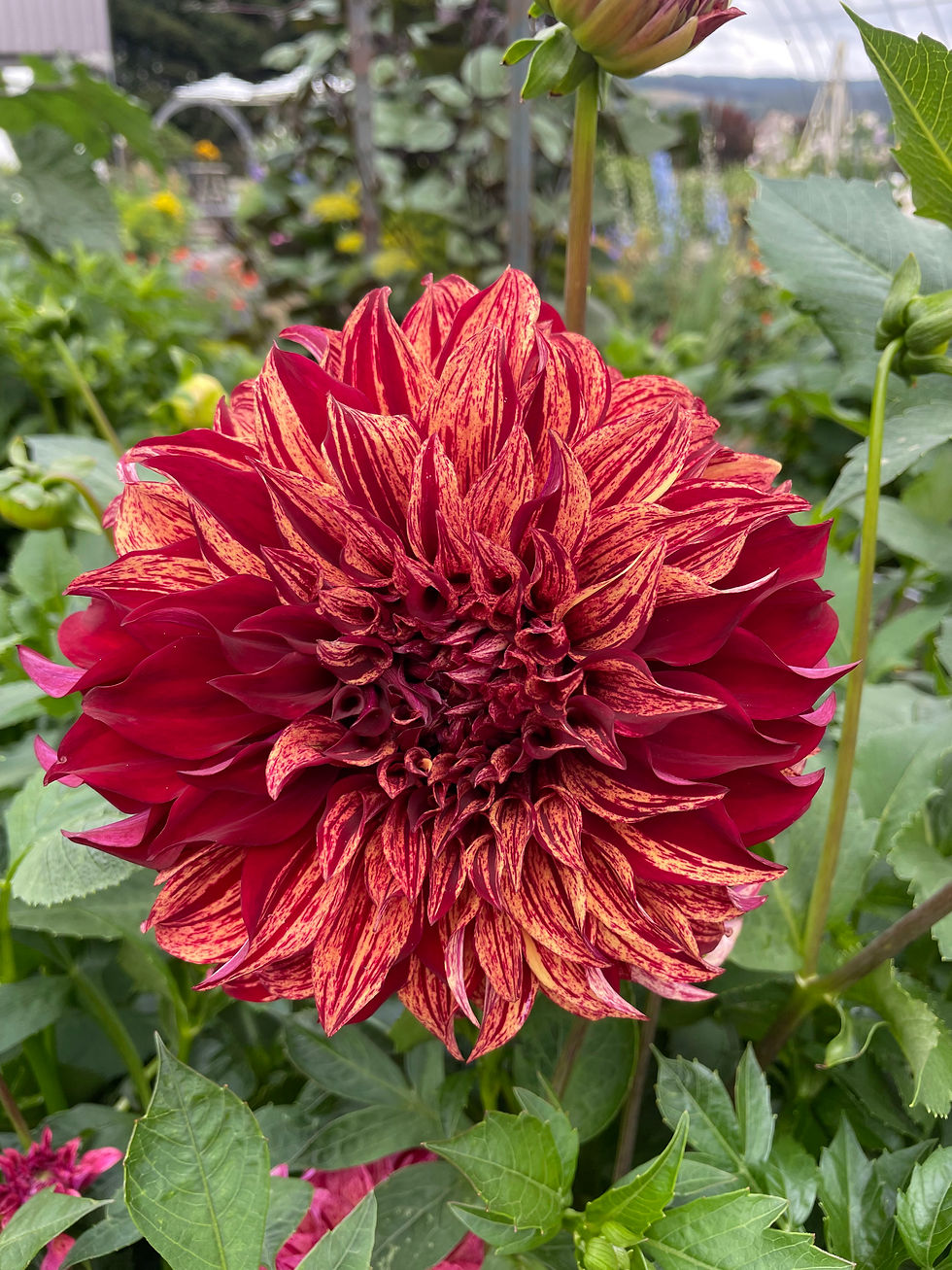 Thumbnail: Harvey Koop